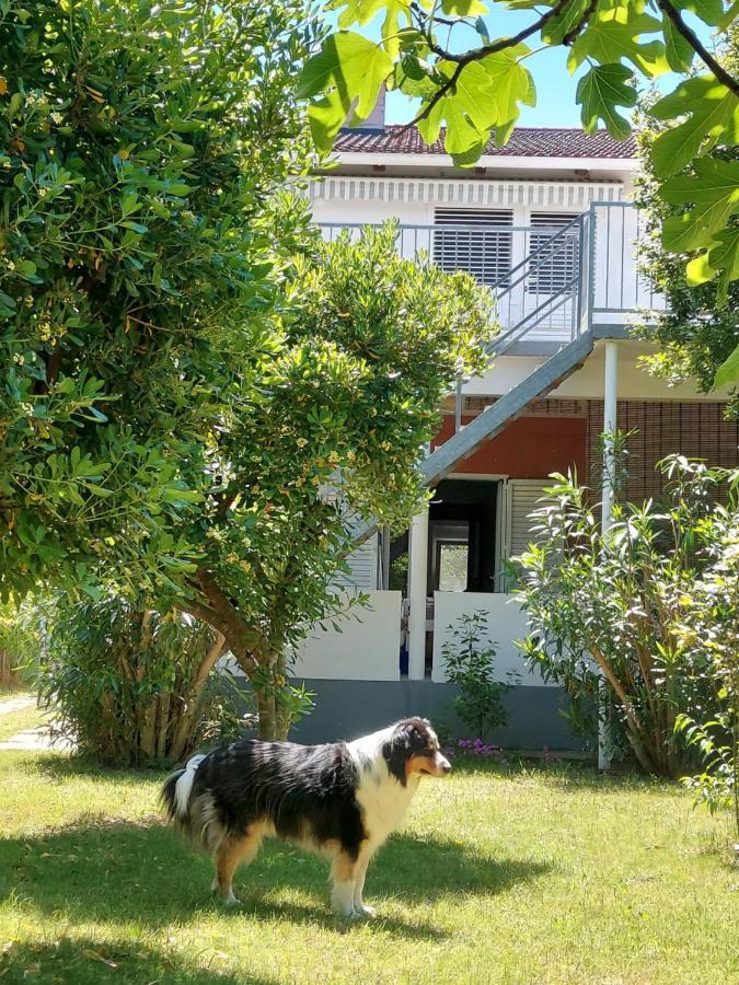 .....Und Der Hund Darf Mit Διαμέρισμα Privlaka  Εξωτερικό φωτογραφία